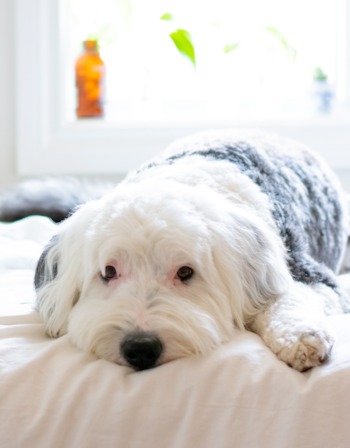 Old english sheepadoodle puppies best sale for sale